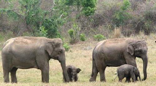 吃瓜盟主说大象,大象背后的故事与传奇  第2张