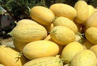 哈密瓜吃后再吃枣,味蕾的双重盛宴  第2张