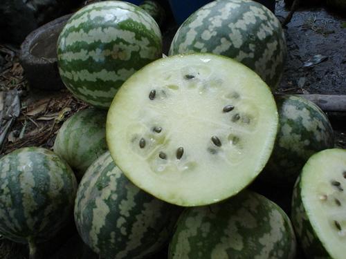 怎么可以吃瓜,轻松掌握吃瓜技巧与乐趣  第1张