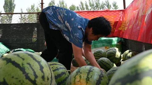 隆尧马头村吃瓜,瓜香四溢的乡村美食之旅  第1张