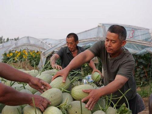 隆尧马头村吃瓜,瓜香四溢的乡村美食之旅  第2张