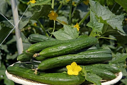 刺玫瑰吃瓜网,揭秘娱乐圈幕后真相,带你领略明星生活百态 第1张 刺玫瑰吃瓜网,揭秘娱乐圈幕后真相,带你领略明星生活百态 第1张