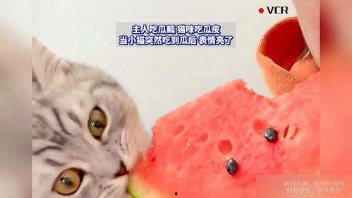 和猫吃瓜,揭秘猫咪的趣味生活  第2张