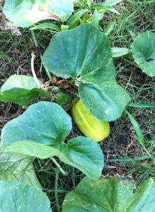 吃瓜撒花  第3张