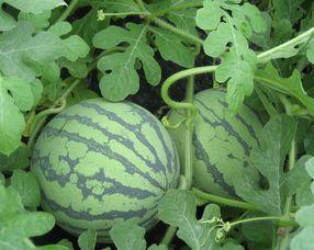 孕妇可以吃胜瓜 第1张 孕妇可以吃胜瓜 第1张