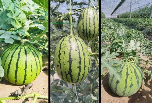 吃瓜套餐详情,一网打尽夏日消暑美食盛宴  第3张