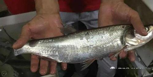 妹妹剖鱼吃瓜后续,揭秘家庭温馨日常  第3张