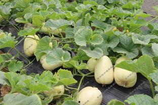 银碳吃瓜,揭秘吃瓜群众背后的金融奥秘  第2张