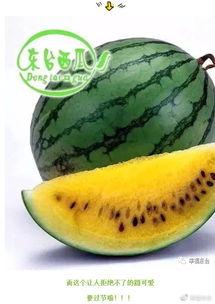 画世界吃瓜模板,揭秘各国美食背后的文化故事  第3张