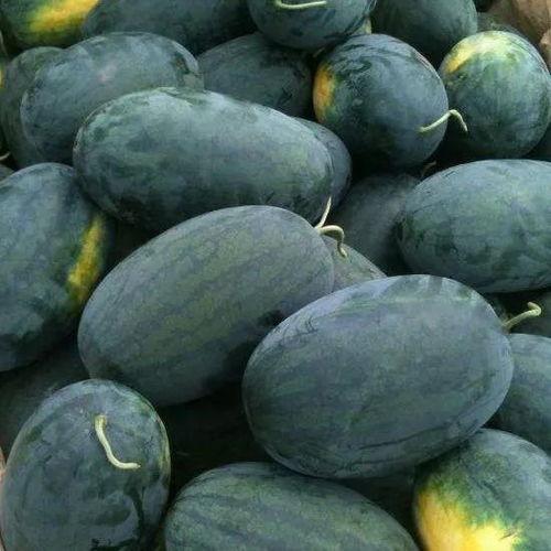 长江吃瓜图片大全  第1张