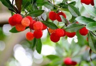 吃完杨梅吃瓜苦  第1张