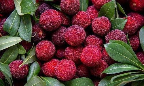 吃完杨梅吃瓜苦  第3张