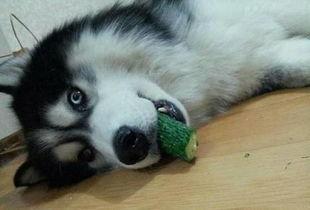 哈士奇吃瓜,一场欢乐的“瓜界”盛宴  第1张