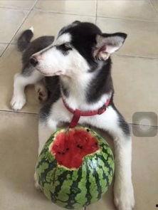 哈士奇吃瓜,一场欢乐的“瓜界”盛宴  第2张