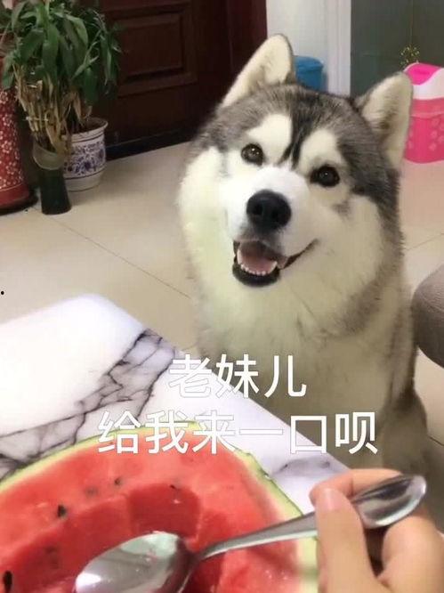 哈士奇吃瓜,一场欢乐的“瓜界”盛宴  第3张