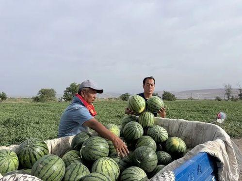 高邮城南新区吃瓜,夏日吃瓜盛宴，探寻瓜果飘香的小区生活  第1张