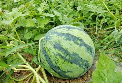 高邮城南新区吃瓜,夏日吃瓜盛宴，探寻瓜果飘香的小区生活  第2张